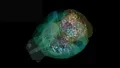 Global Neuroscientists Map Whole-Brain Activity During Decision-Making in Mice